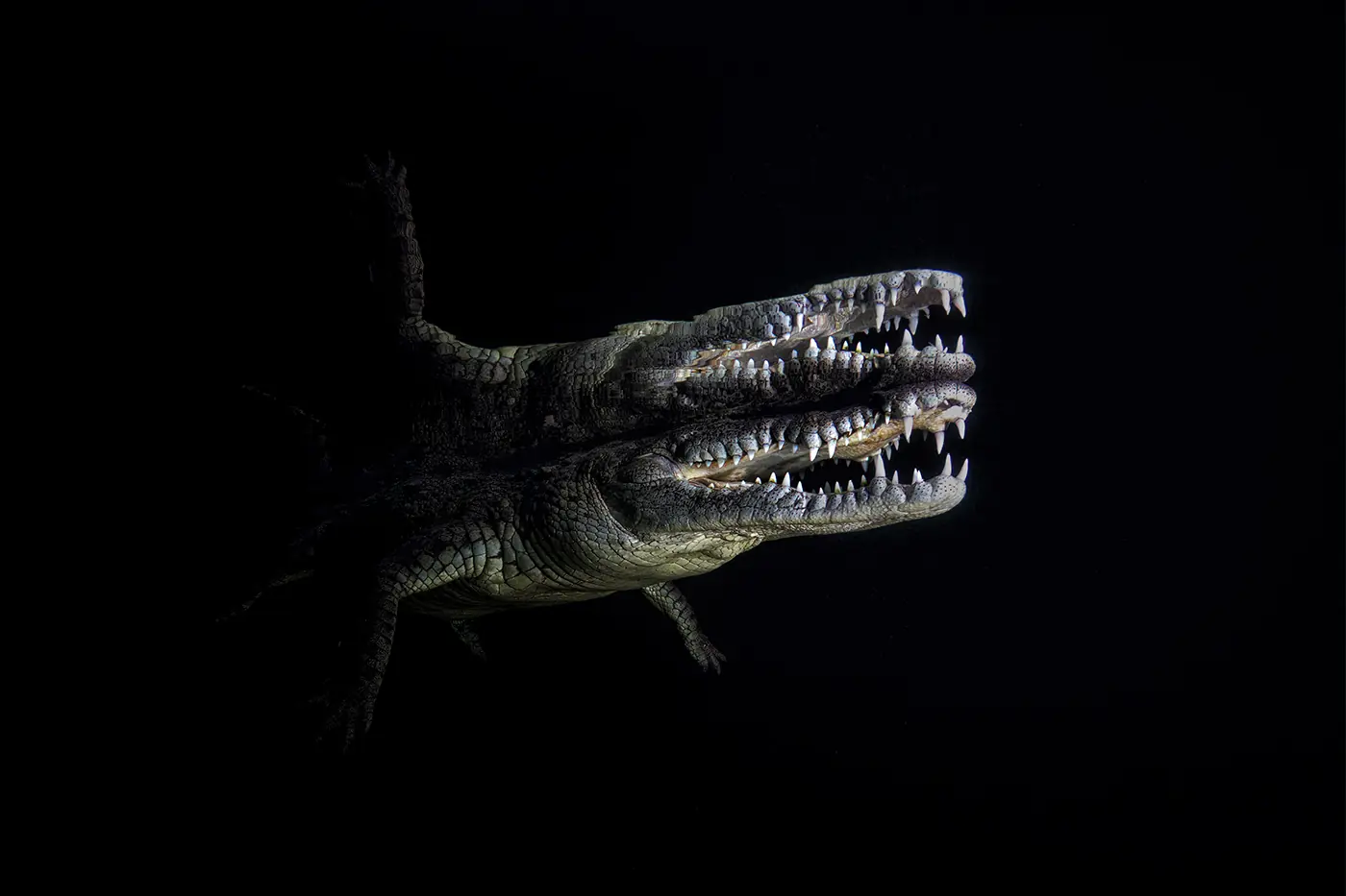 Underwater wide-angle phtotography of crocodile mirrored in water surface from below