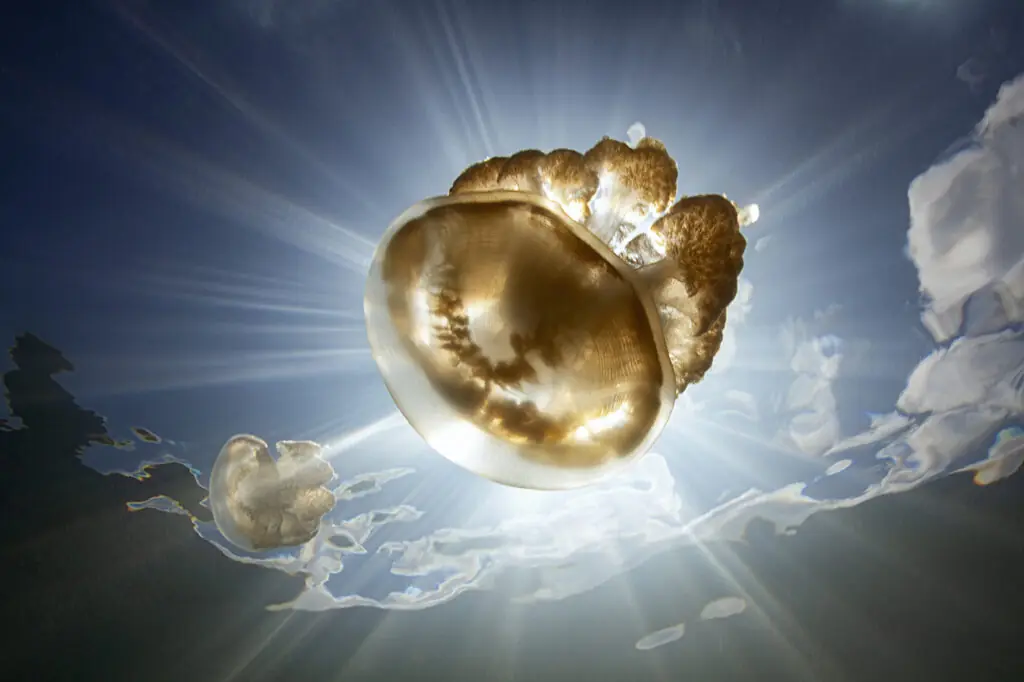Jellyfish within jellyfish lake in Palau