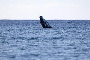 Baby humpback whale breaching trial