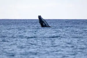 Baby humpback whale breaching trial