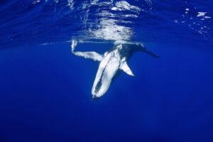 Underwater image of an humpback whale backrolling on the surface