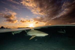 Image of a blacktip shark during sunset in Moorea, French Polynesia.
