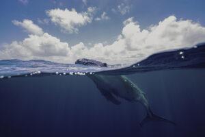 Splitshot of a young humpback whale, who breaks the surface to oberse.