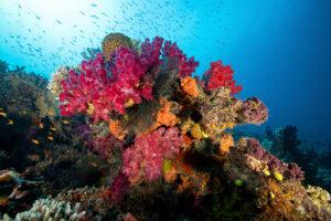 Underwater image of soft colorful soft corals in Taveuni.