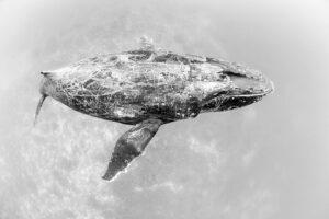 Underwater image of an humpback whale from the top in high-key image style.