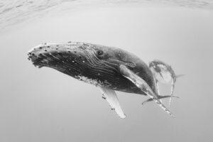 Underwater image of a female humpback whale followed by a male in high-key image style.