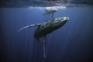 Underwater image of baby humpback whale and protective mother.