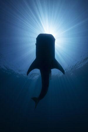 Underwater Silhouette image of a whale shark against the sun.