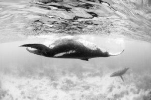 Dancing female humpuck whale courtship.
