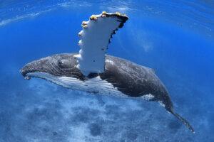 Underwater image of a humpback whale very close from the side view.