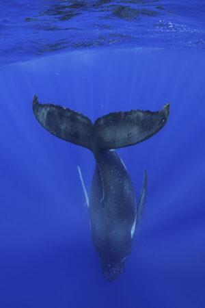 Underwater image of a humpback whale diving downwards with fluke clearly visible.