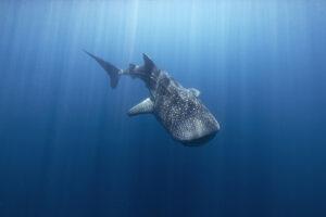 Underwater image of a whale shark diving downwards in sunlight