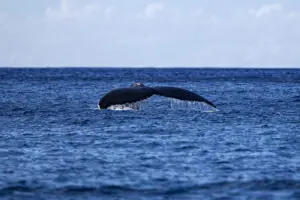 Humpback Fluke