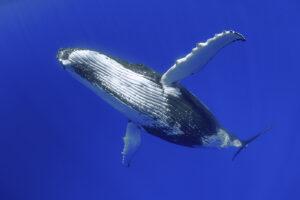 Underwater image of a humpback whale turning close infront of the camera