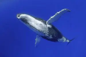 Underwater image of a humpback whale turning close infront of the camera