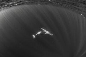 Black and white underwater image of a female humpback whale playing.
