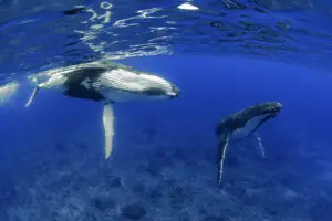 Underwater image of an humpback whale couple