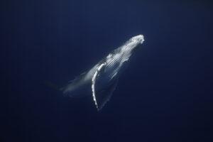 Underwater portrait of an humpback whale calf.
