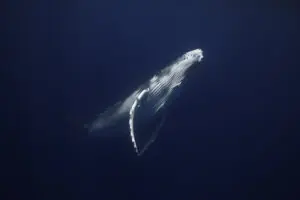 Underwater portrait of an humpback whale calf.